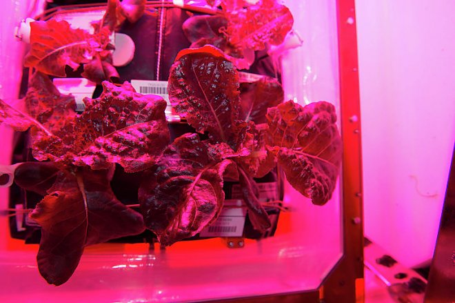 Космический салат ромэн Космический салат ромэн