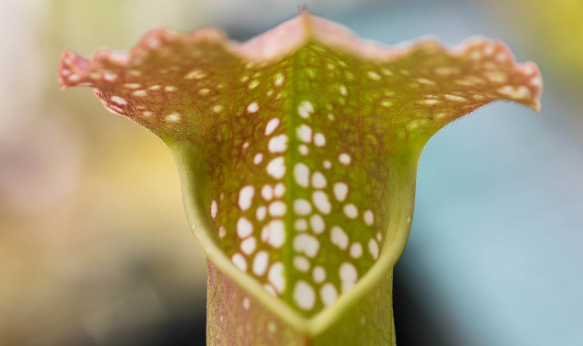 Darlingtonia californica Darlingtonia californica