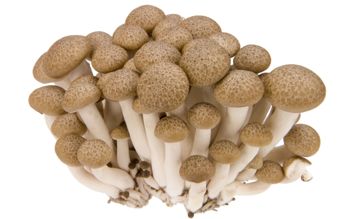 Hypsizygus marmoreus 