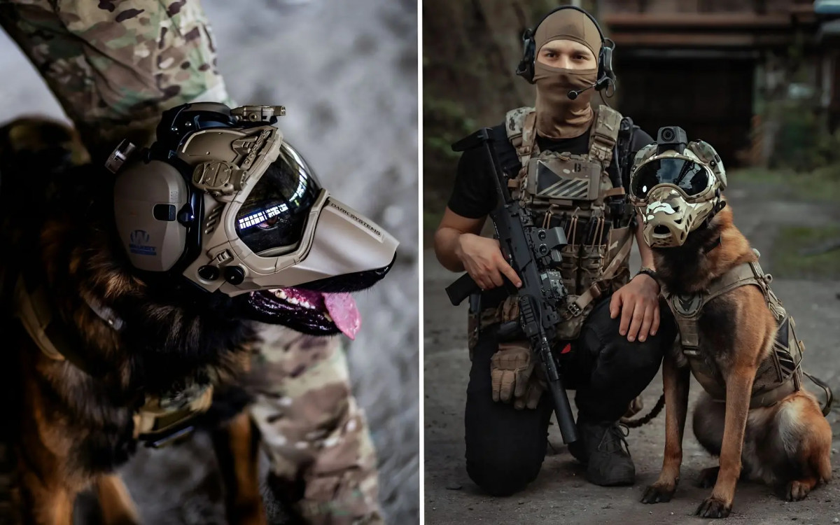 Боевой пес Боевой пес